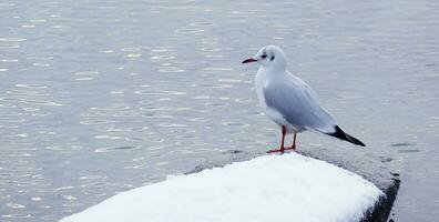 gaviota en un Nevado pared por invierno foto