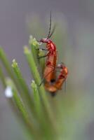 beetle bug - Leptopalpus rostratus photo