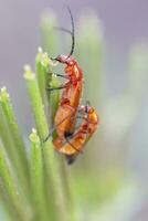 beetle bug - Leptopalpus rostratus photo