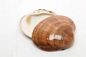 Seashell on white photo