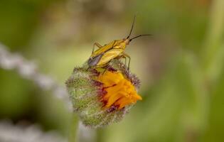 Plant Bug - Oncotylus bolivari photo