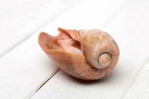 Cymbiola seashell close up photo