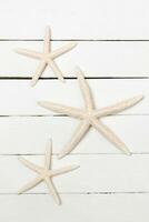 Three white starfish photo