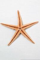 starfish on white photo