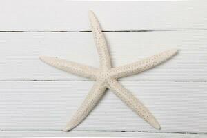 White starfish close up photo