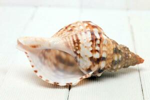 Seashell on white photo