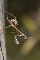 Empusa pennata insect photo