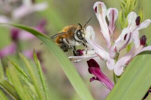 fumaria parviflora flor con abeja foto