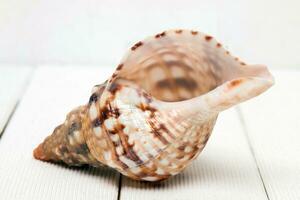 Seashell on white photo