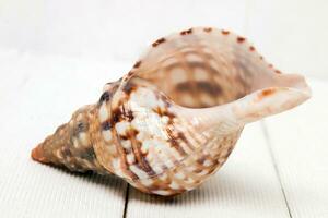 Seashell on white photo