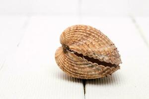 clam shell isolated photo