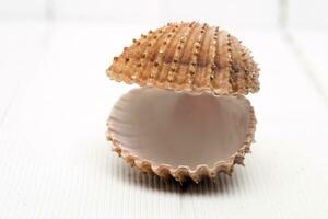 clam shell isolated photo