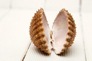 clam shell isolated photo