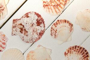 mixed seashells on white photo