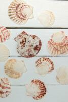 mixed seashells on white photo