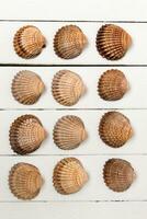 several clam shells isolated photo