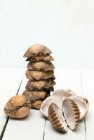 several clam shells isolated photo