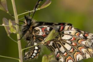 Español festón mariposa - zeryntia rumina foto