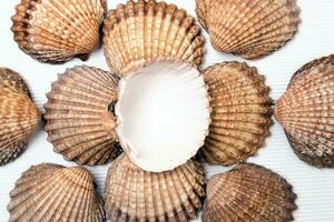 several clam shells isolated photo