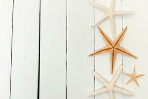 starfish on white wood photo