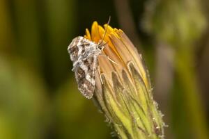 Hypotia corticalis moth photo