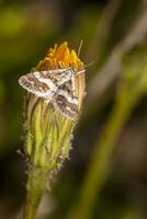 Hypotia corticalis moth photo