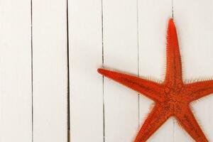 starfish on white wood photo