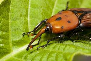 red palm weevil photo