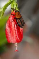 red palm weevil photo