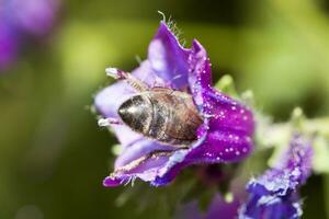 Bee feeding close up photo