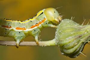 Green caterpillar close up photo