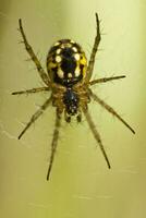 yellow striped spider photo