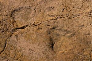 Dinosaur footprints on stone photo