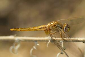 scarlet darter - Crocothemis erythraea - dragonfly photo