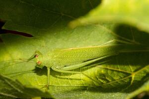 europeo saltamontes - tettigonia viridissima foto