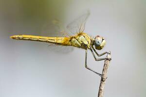 Red veined darter dragonfly photo