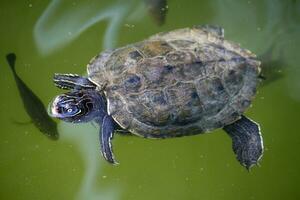 Yellow-bellied slider turtle photo