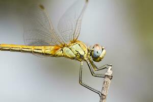 Red veined darter dragonfly photo