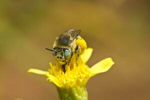 Anthophora bimaculata close up photo