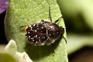 Black beetle close up photo