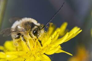 largo con cuernos abeja foto