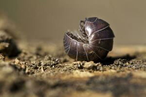 pill bug close up photo