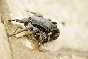 Crab walking close up photo