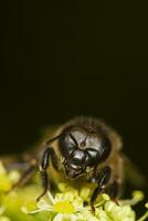 honey bee close up photo