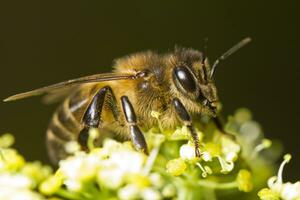 miel abeja cerca arriba foto