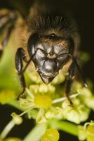 honey bee close up photo