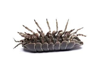 Woodlice bug close up photo