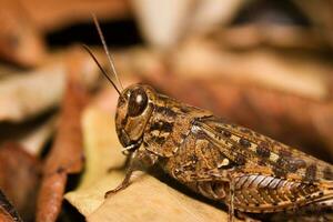 marrón saltamontes cerca arriba foto