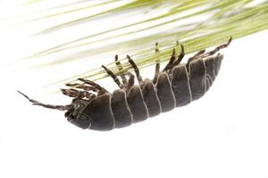 Woodlice bug close up photo