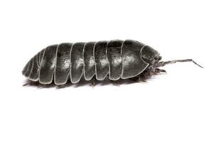 Woodlice bug close up photo